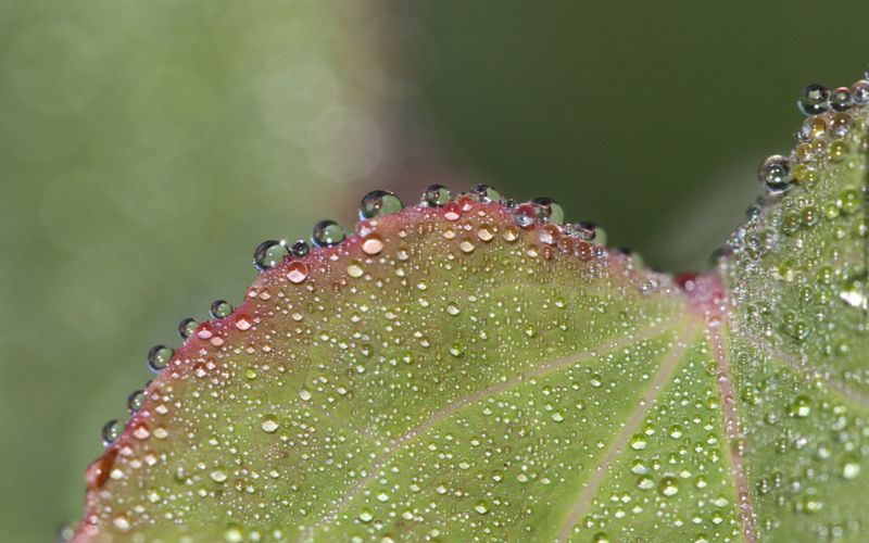 自然植物微距摄影图片(3)