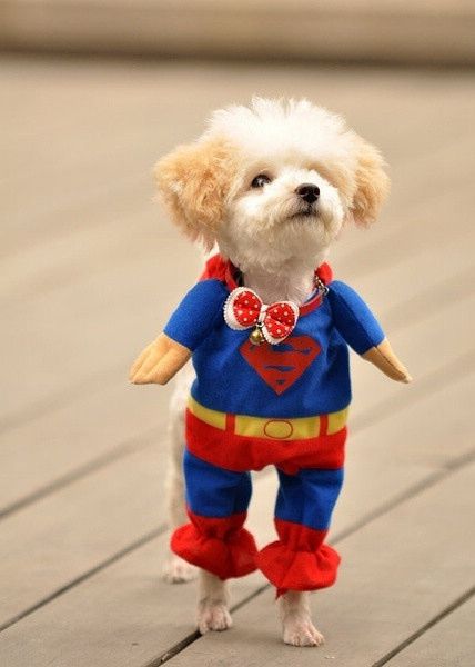 超人萌宠棒棒哒可爱的动物图片