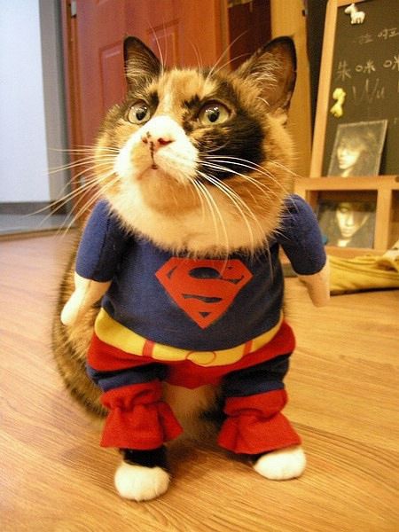 超人萌宠棒棒哒可爱的动物图片