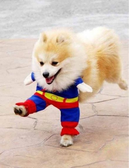 超人萌宠棒棒哒可爱的动物图片(4)