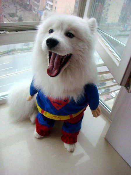 超人萌宠棒棒哒可爱的动物图片(2)