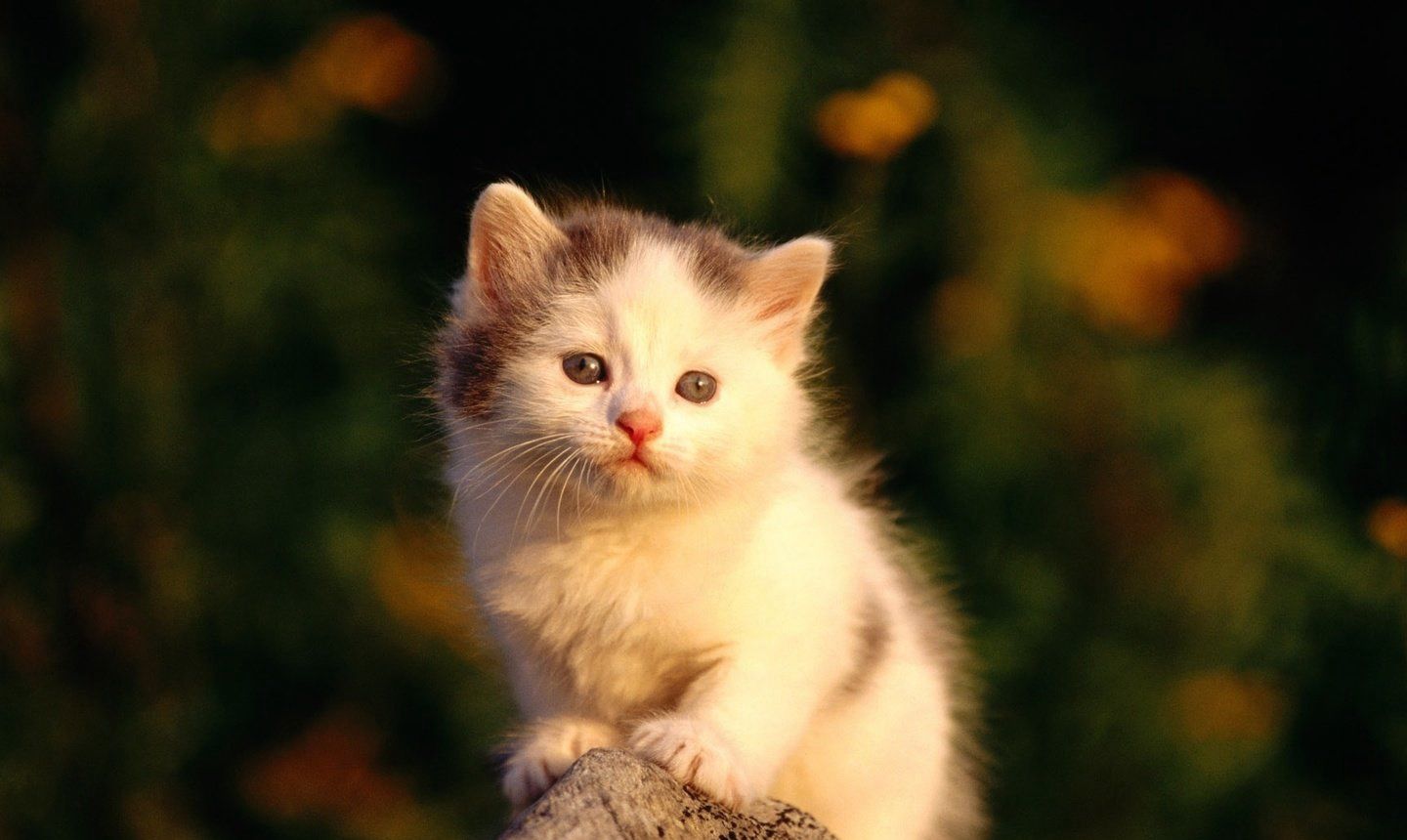 可爱的小猫咪高清动物图片(4)