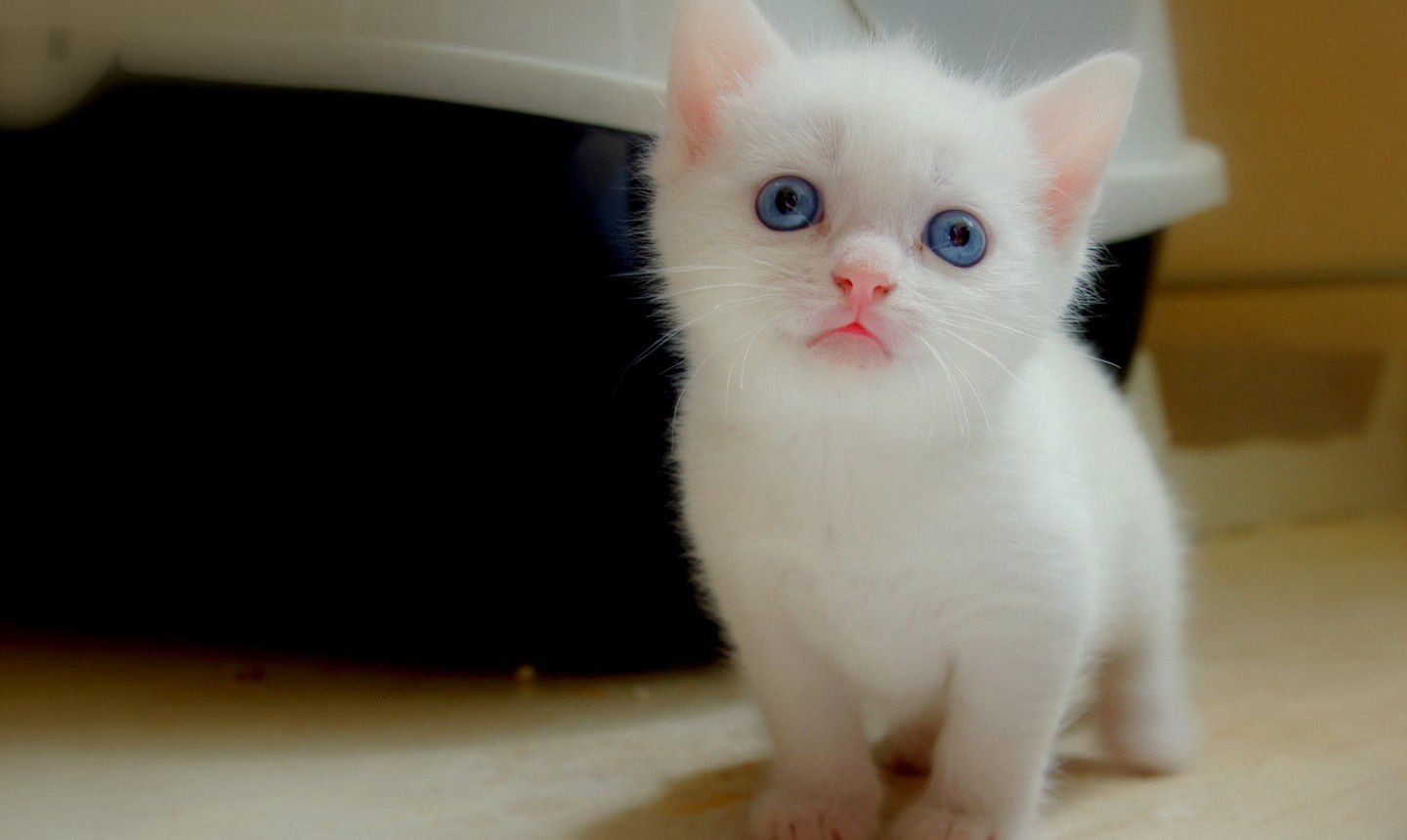 可爱的小猫咪高清动物图片(3)