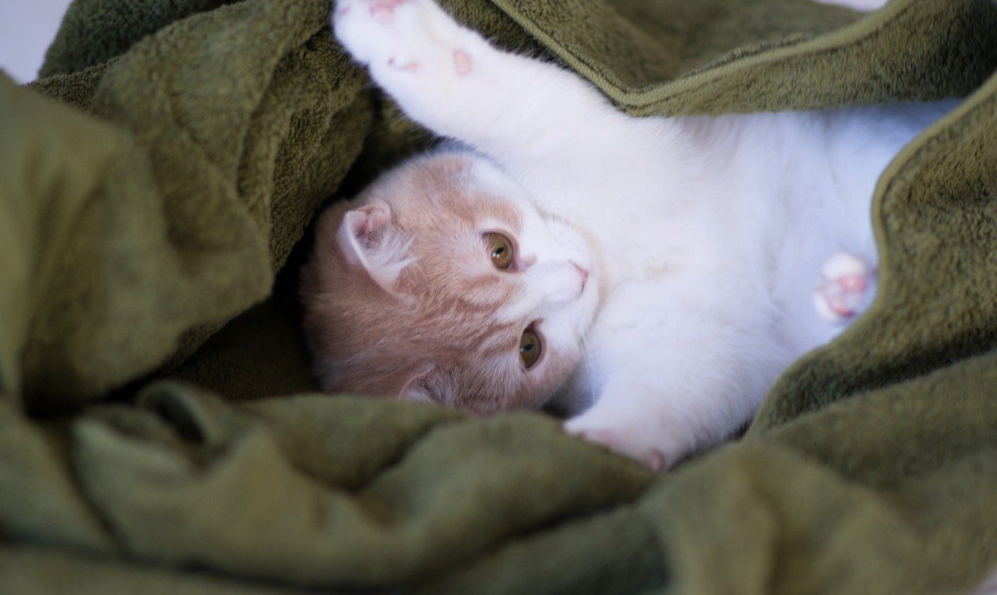 可爱的小猫咪高清动物图片(7)