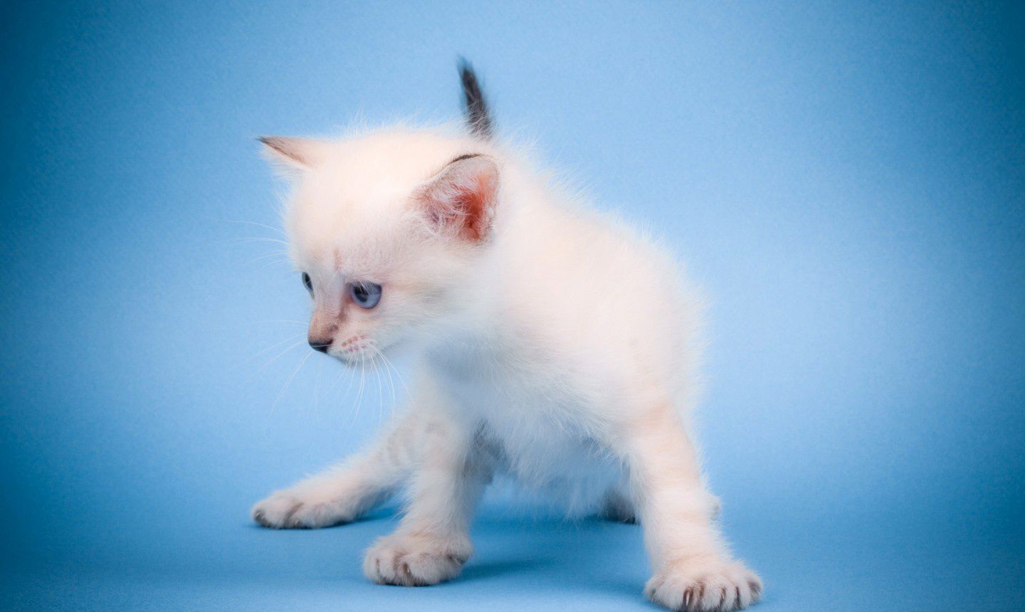 可爱的小猫咪高清动物图片(9)