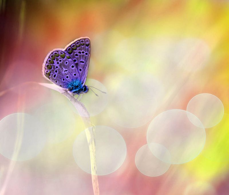 超清的蝴蝶与花朵唯美图片(2)