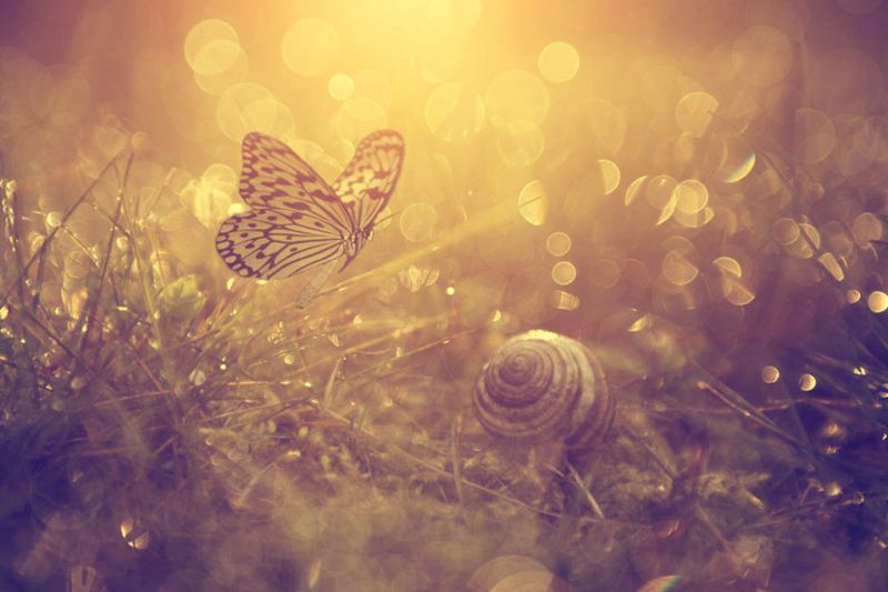 超清的蝴蝶与花朵唯美图片(5)