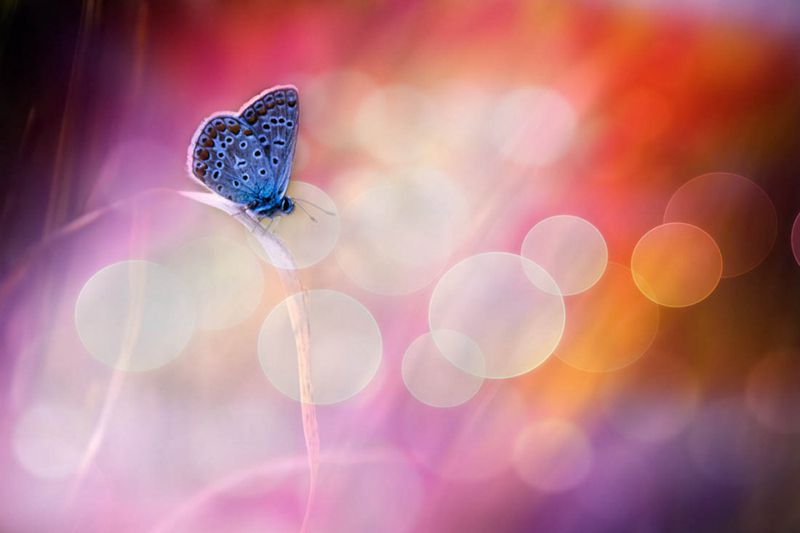 超清的蝴蝶与花朵唯美图片(6)