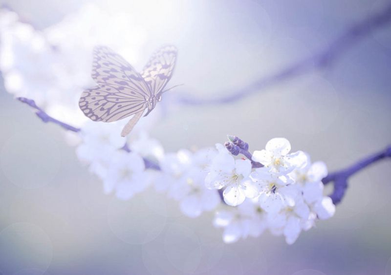 超清的蝴蝶与花朵唯美图片(8)