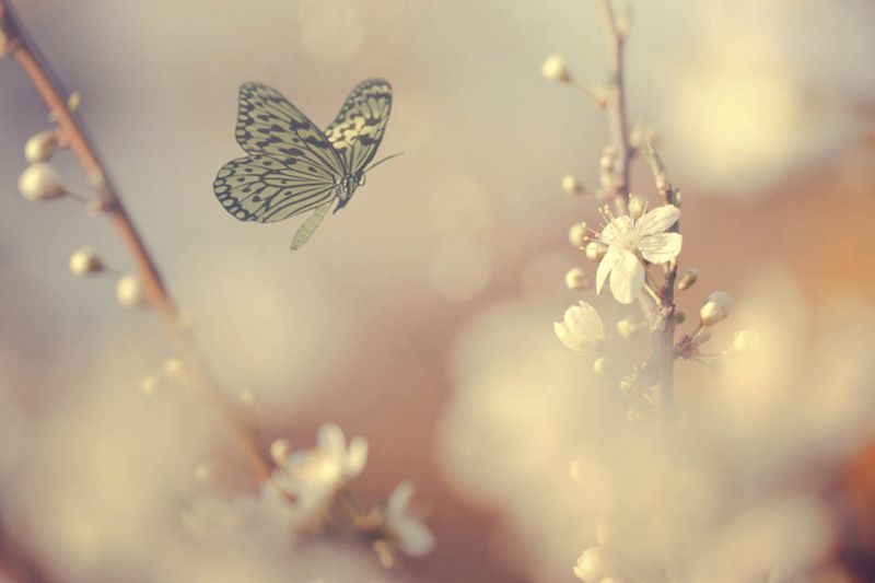 超清的蝴蝶与花朵唯美图片(7)