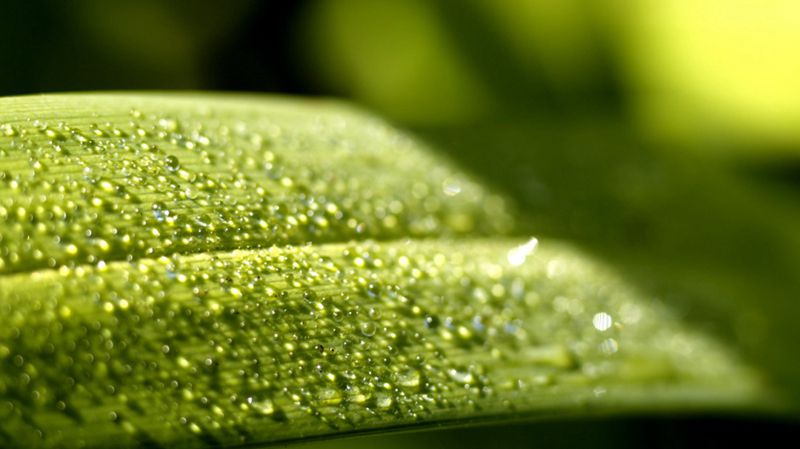 超高清养眼绿色植物晶莹水滴图片(2)