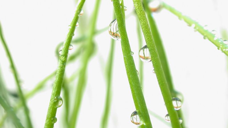 超高清养眼绿色植物晶莹水滴图片