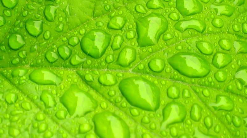 超高清养眼绿色植物晶莹水滴图片(3)