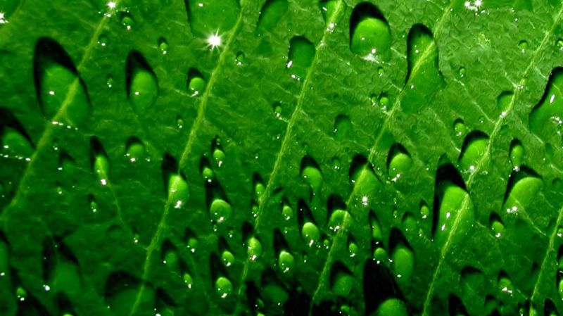 超高清养眼绿色植物晶莹水滴图片(5)