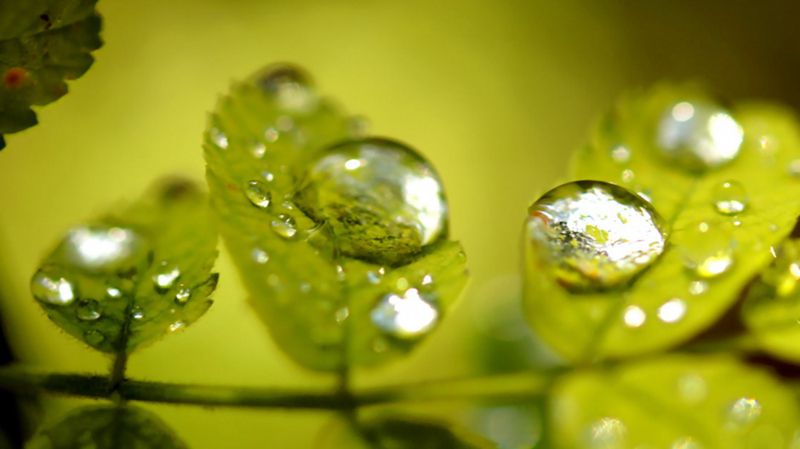 超高清养眼绿色植物晶莹水滴图片(4)