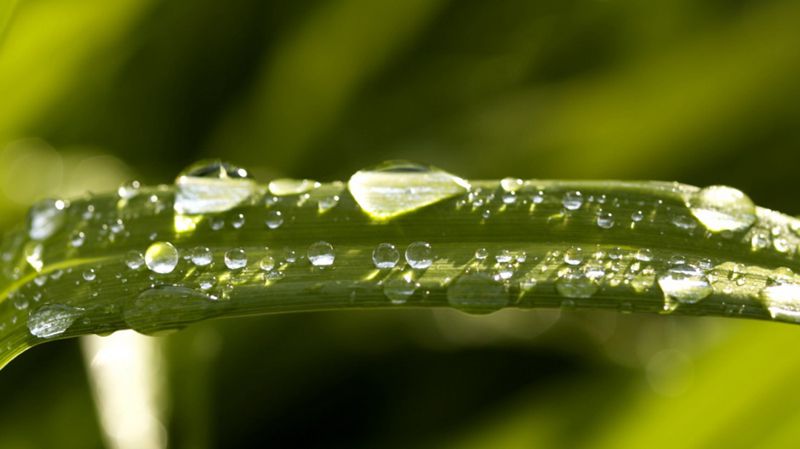 超高清养眼绿色植物晶莹水滴图片(7)