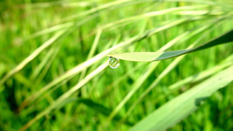 超高清养眼绿色植物晶莹水滴图片(8)