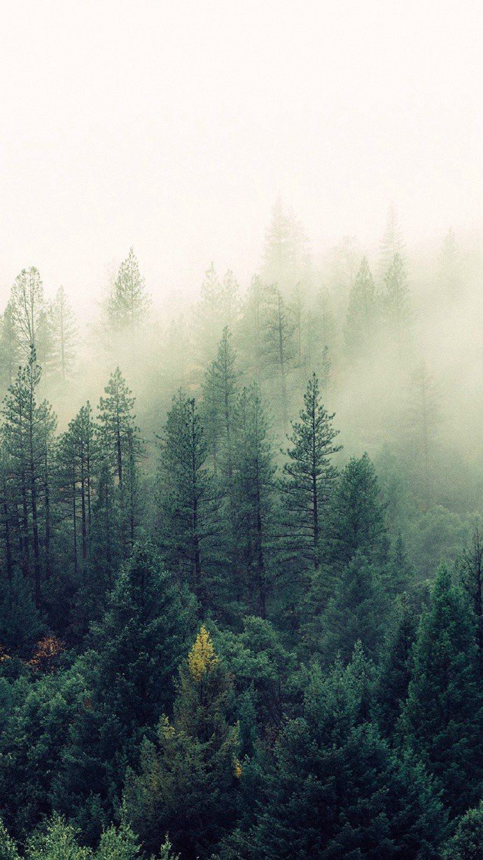 仙气十足的迷雾与森林唯美图片(3)