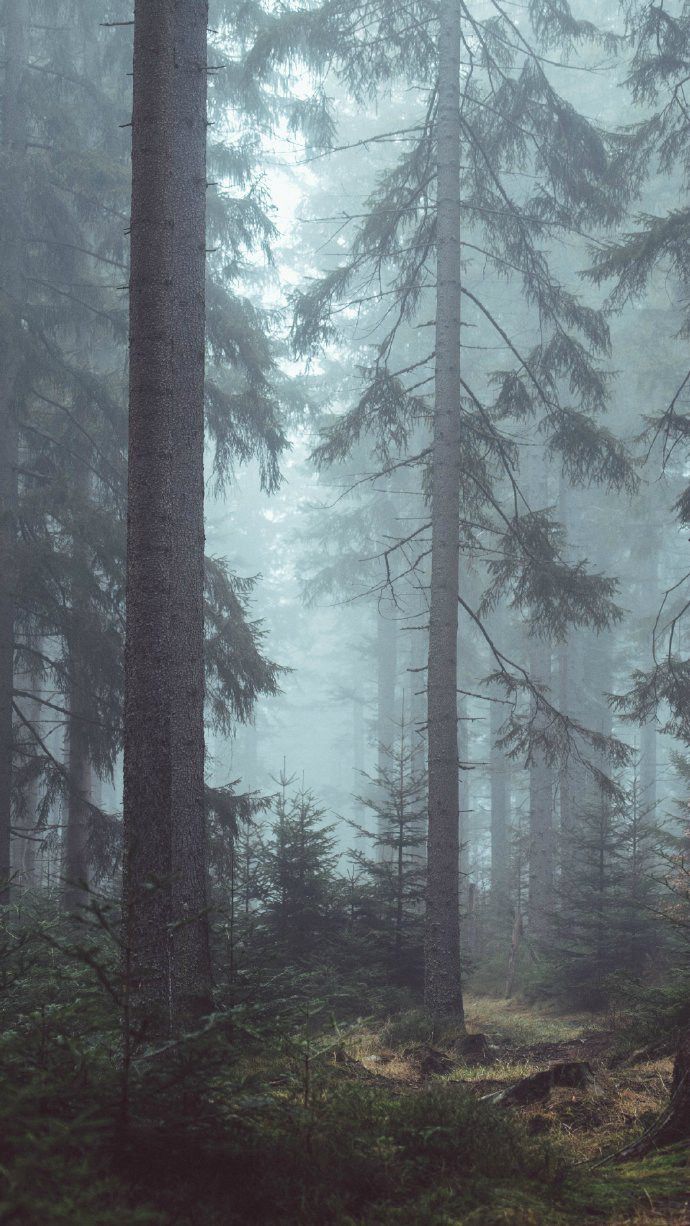 仙气十足的迷雾与森林唯美图片(4)