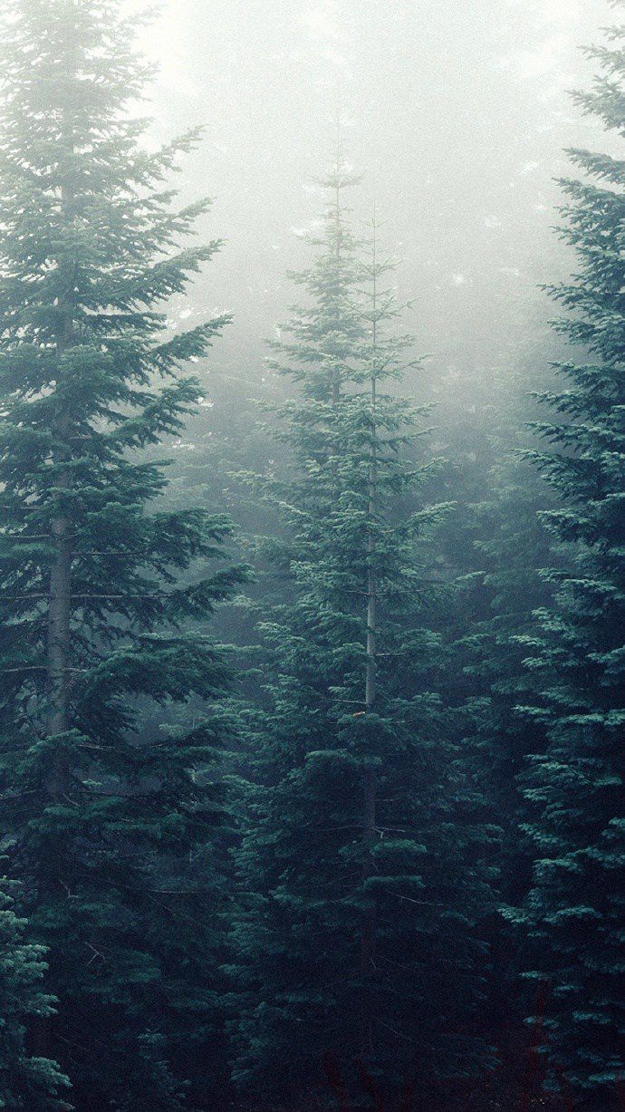 仙气十足的迷雾与森林唯美图片(5)