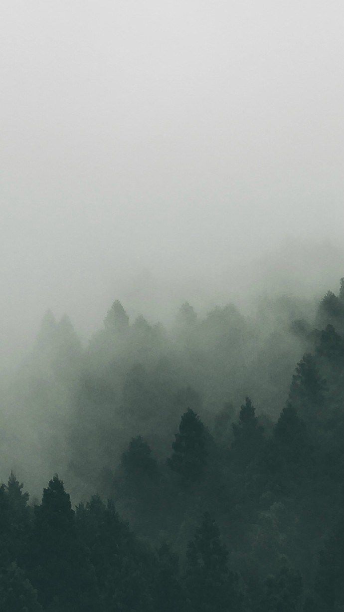 仙气十足的迷雾与森林唯美图片(7)