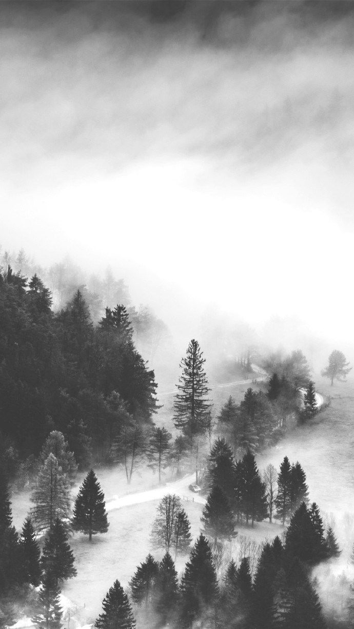 仙气十足的迷雾与森林唯美图片(6)