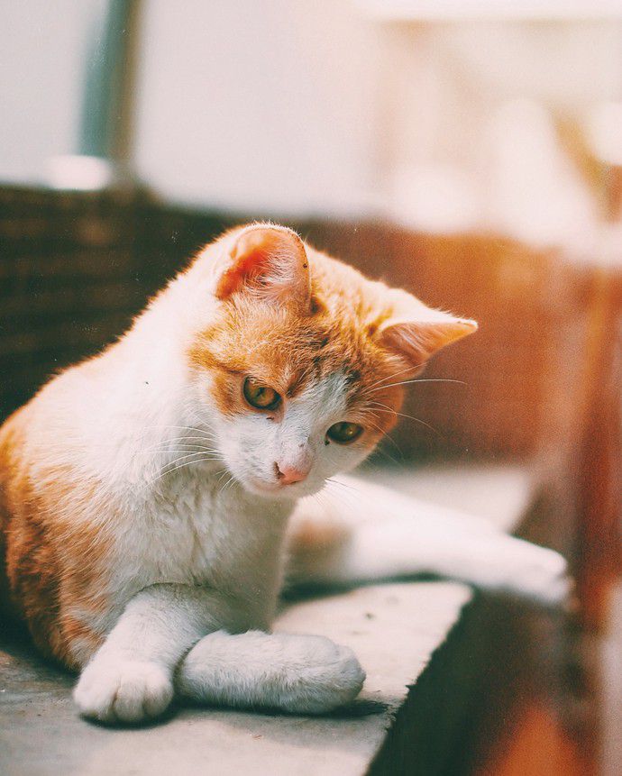 一只高傲冷峻的猫咪唯美图片(6)