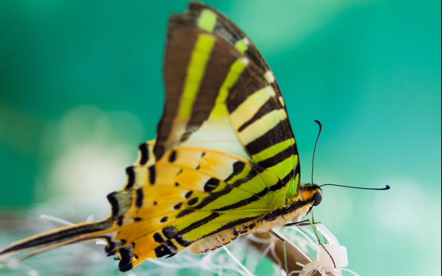 清新自然蝴蝶图片素材