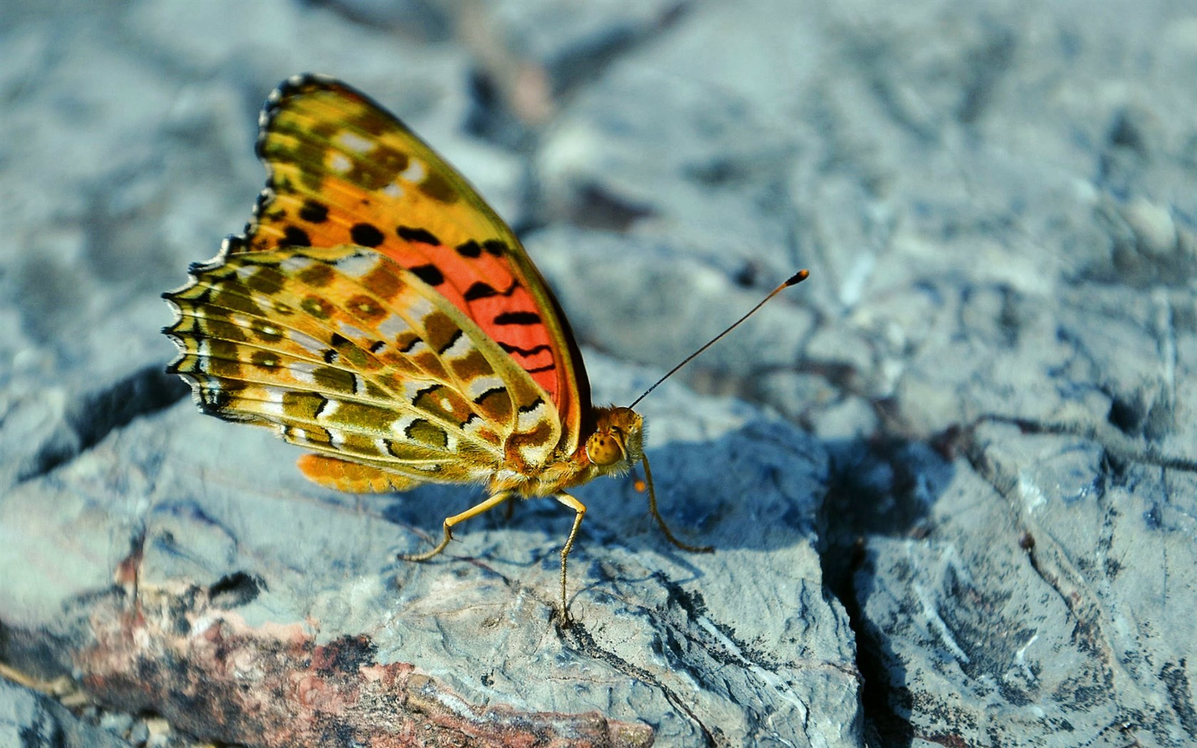清新自然蝴蝶图片素材(4)
