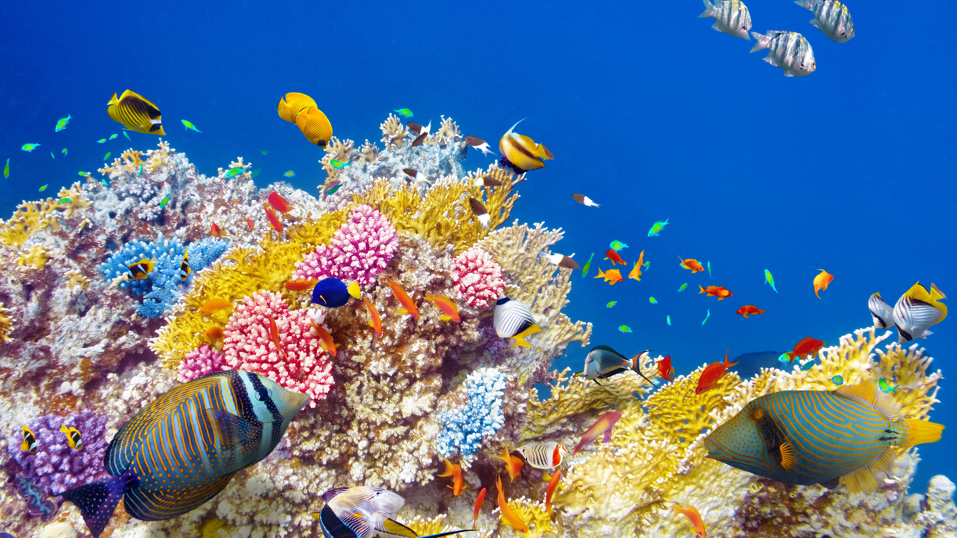 海底珊瑚鱼群唯美图片素材(4)