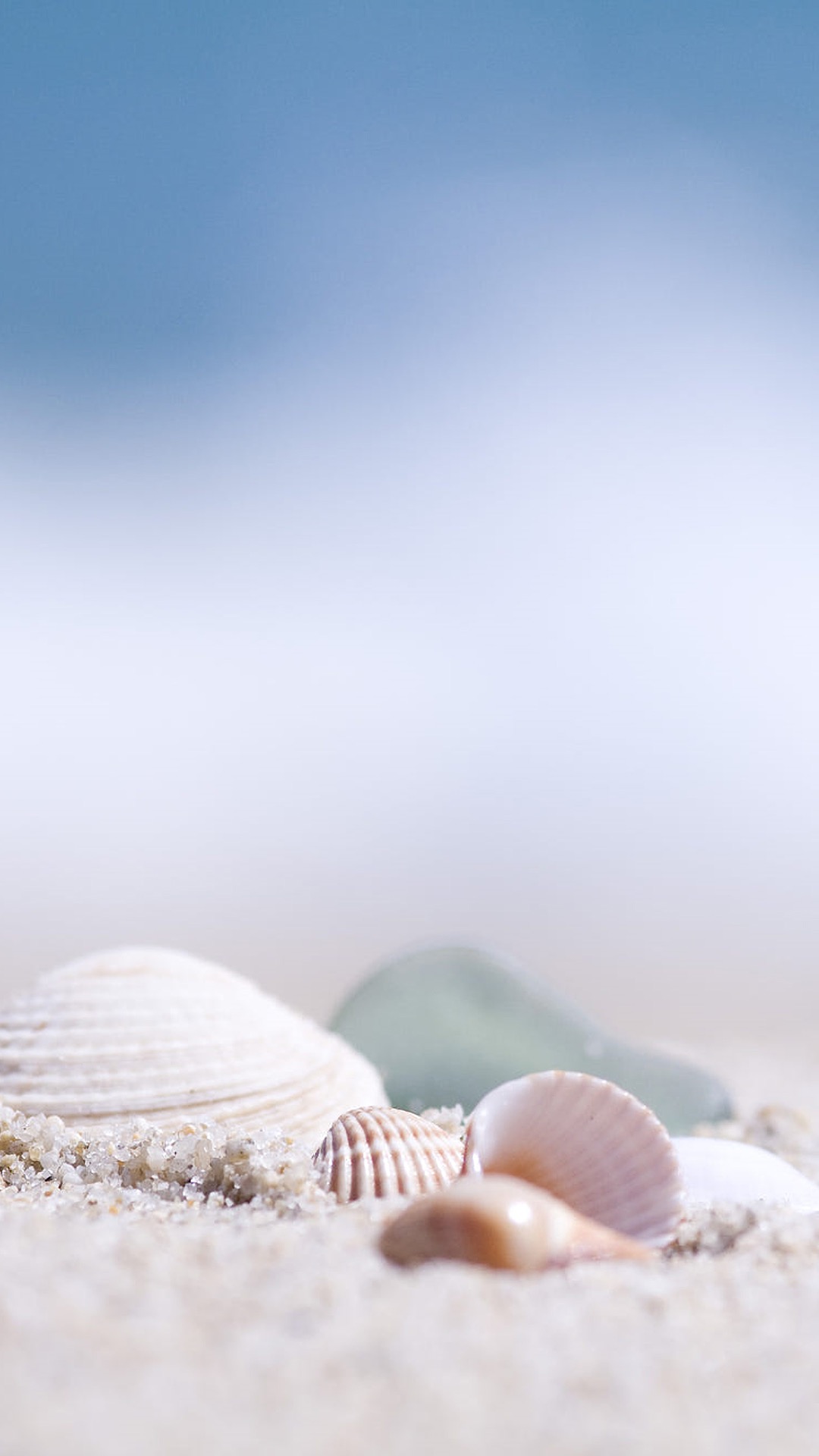 沙滩上的贝壳 沙滩贝壳壁纸(4)