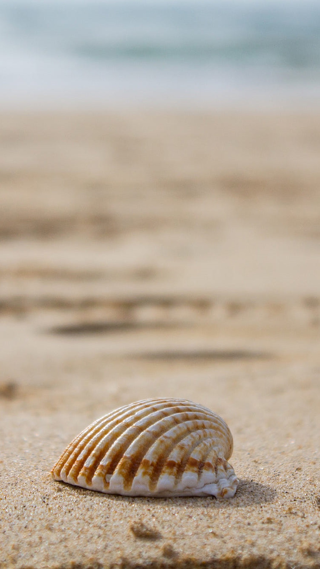 沙滩上的贝壳 沙滩贝壳壁纸(9)