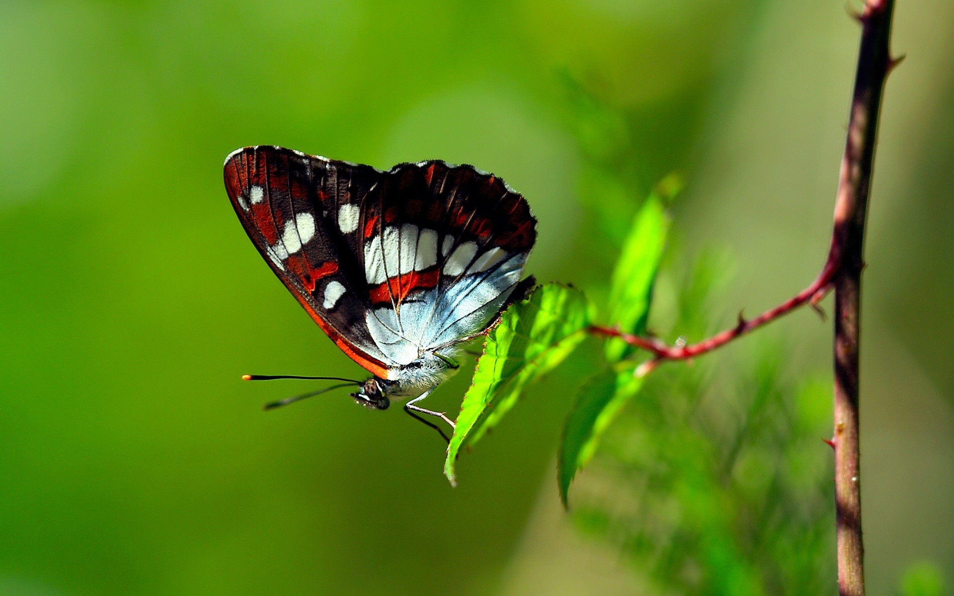 蝴蝶摄影图片素材 蝴蝶生态摄影图片
