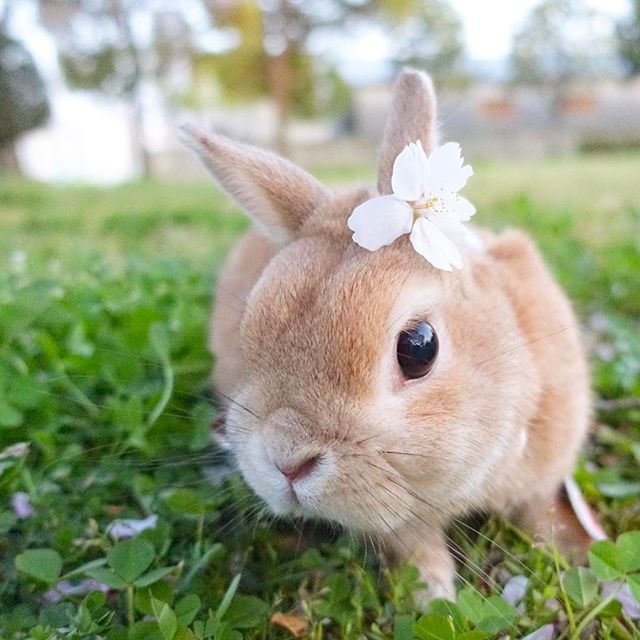 小兔兔图片大全可爱 超可爱的小兔子图片(3)