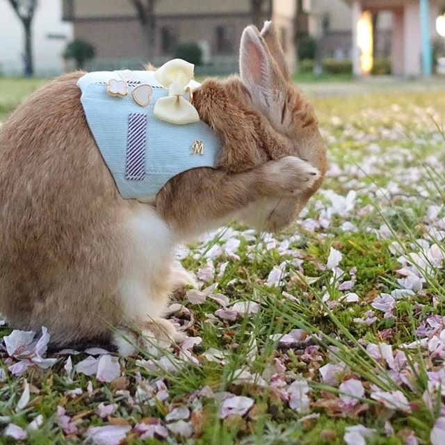 小兔兔图片大全可爱 超可爱的小兔子图片(4)
