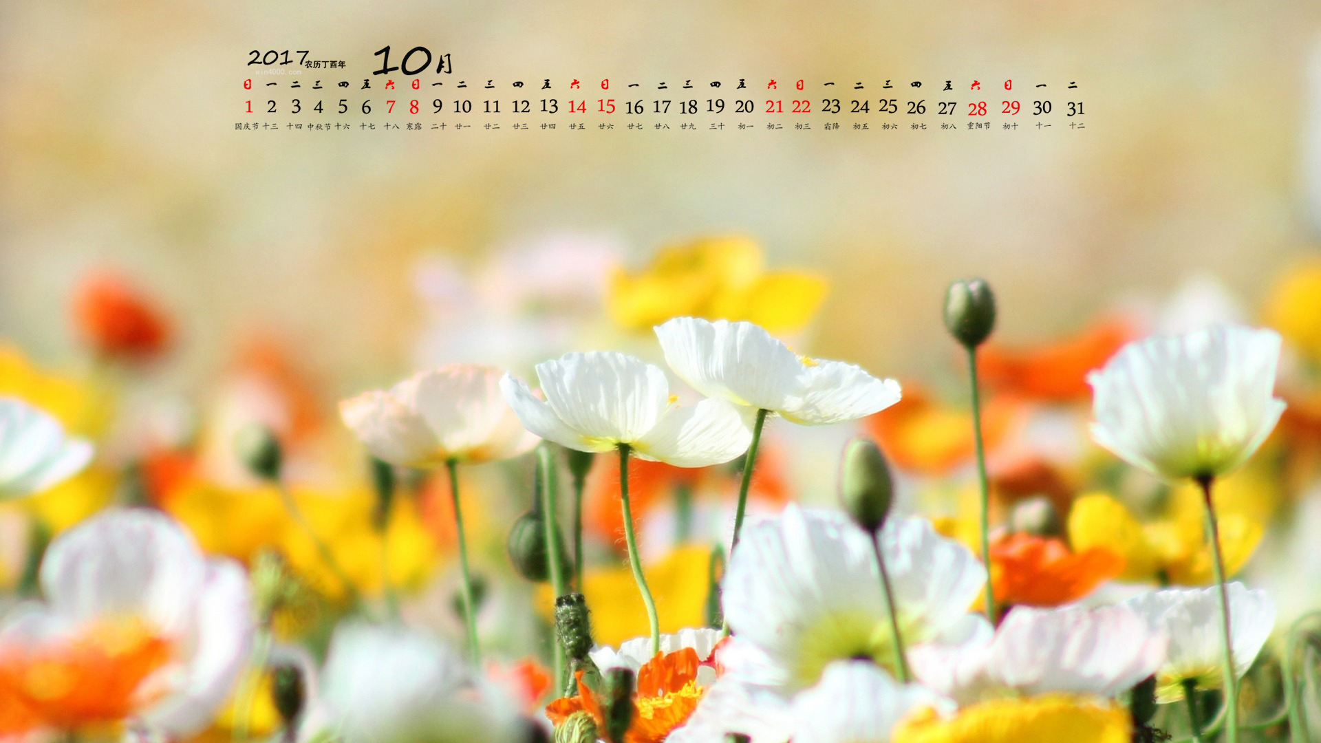2017年10月唯美花卉图片日历壁纸桌面