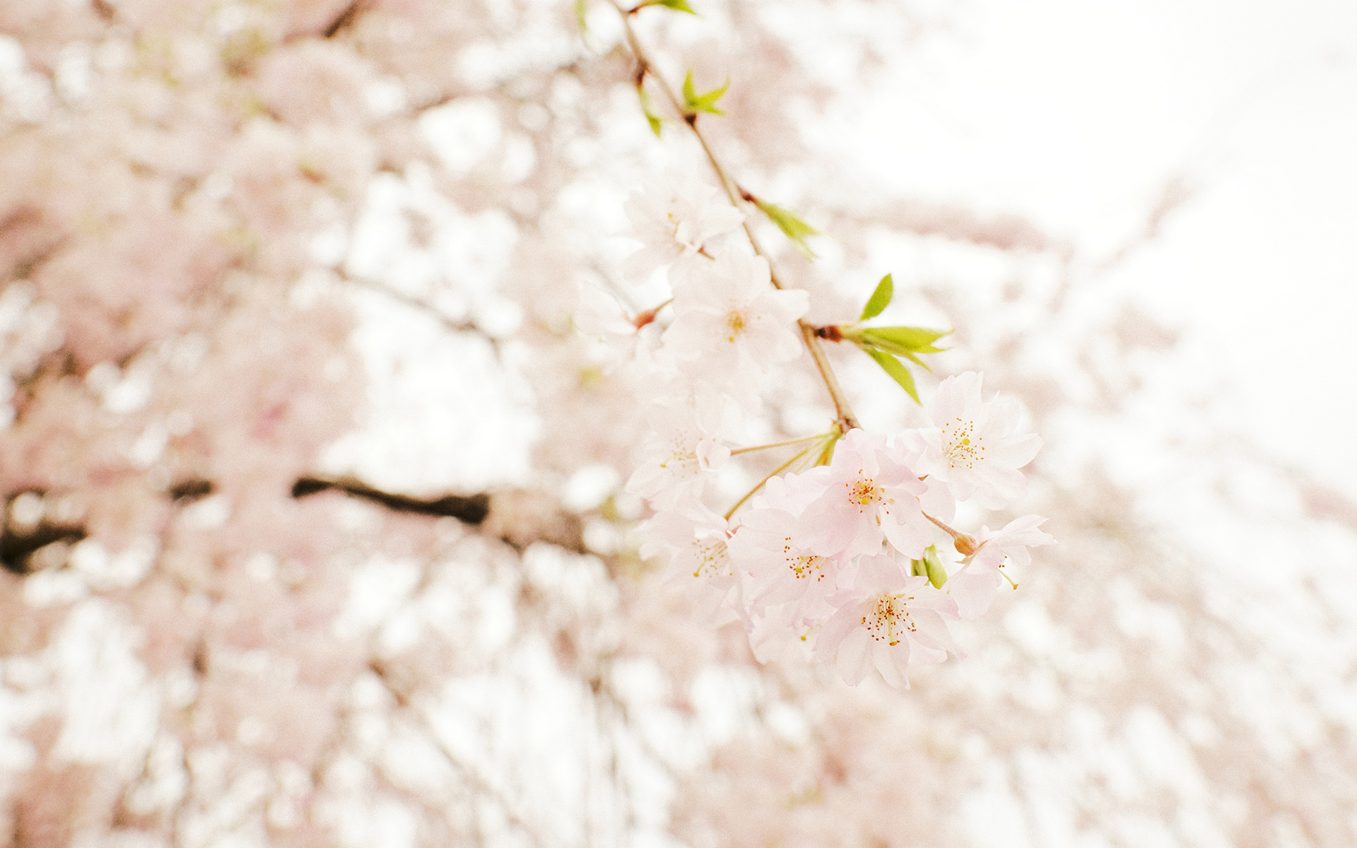 唯美樱花图片高清 关于樱花的唯美图片(2)