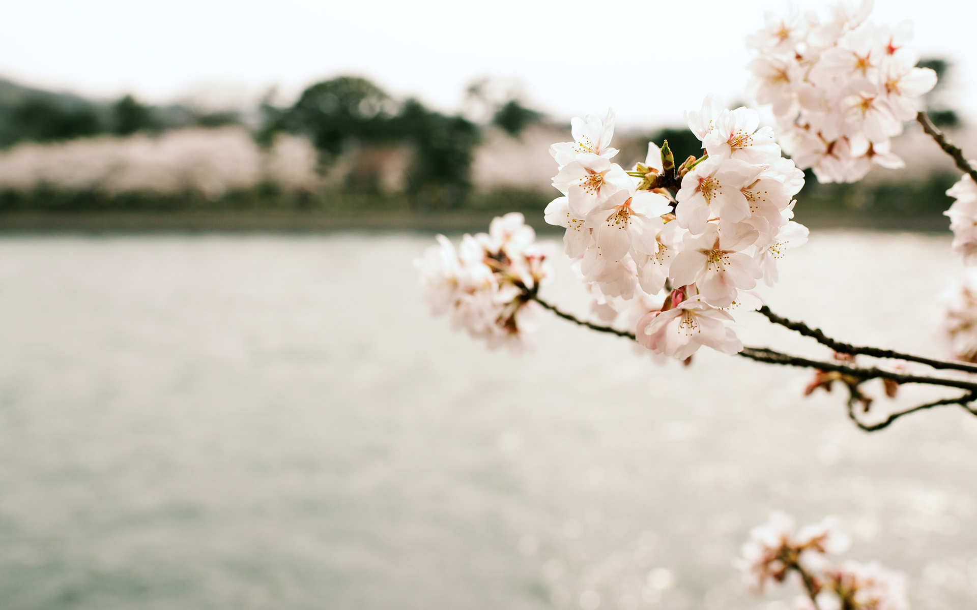 唯美樱花图片高清 关于樱花的唯美图片(3)