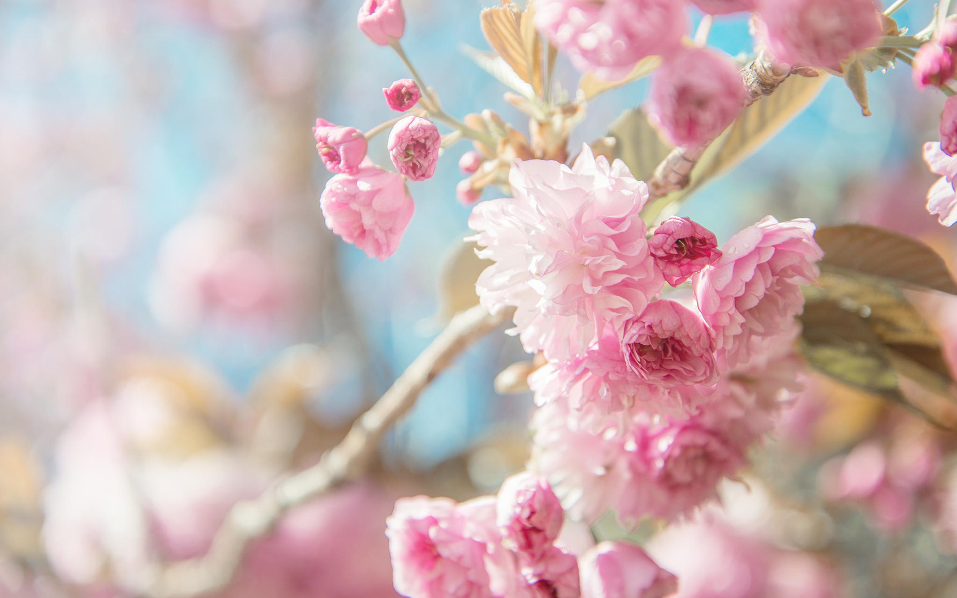 唯美樱花图片高清 关于樱花的唯美图片(4)