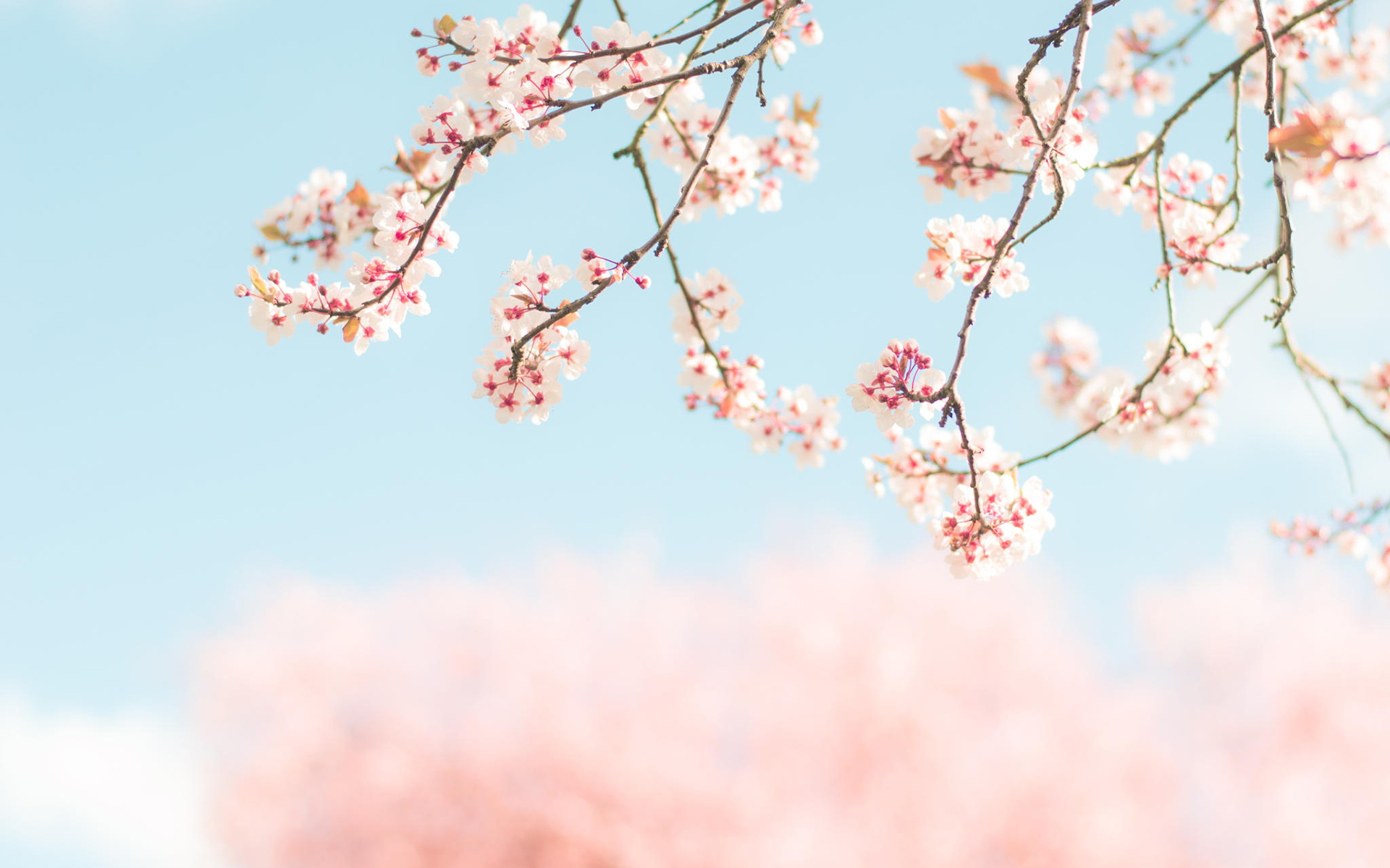唯美樱花图片高清 关于樱花的唯美图片(5)