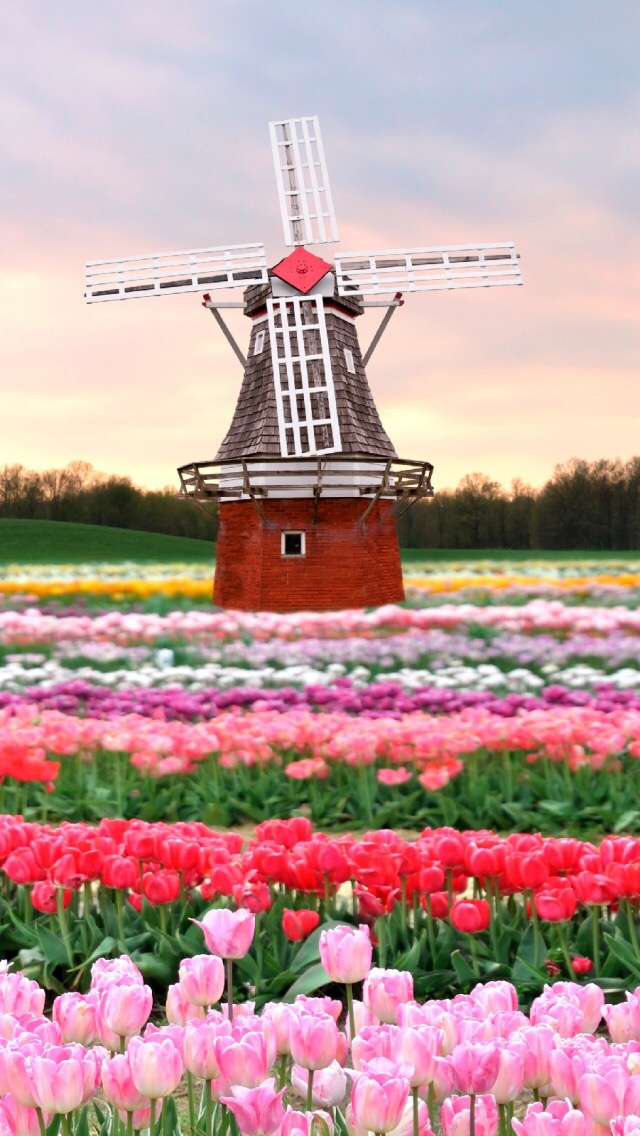 荷兰风车唯美图片(3)