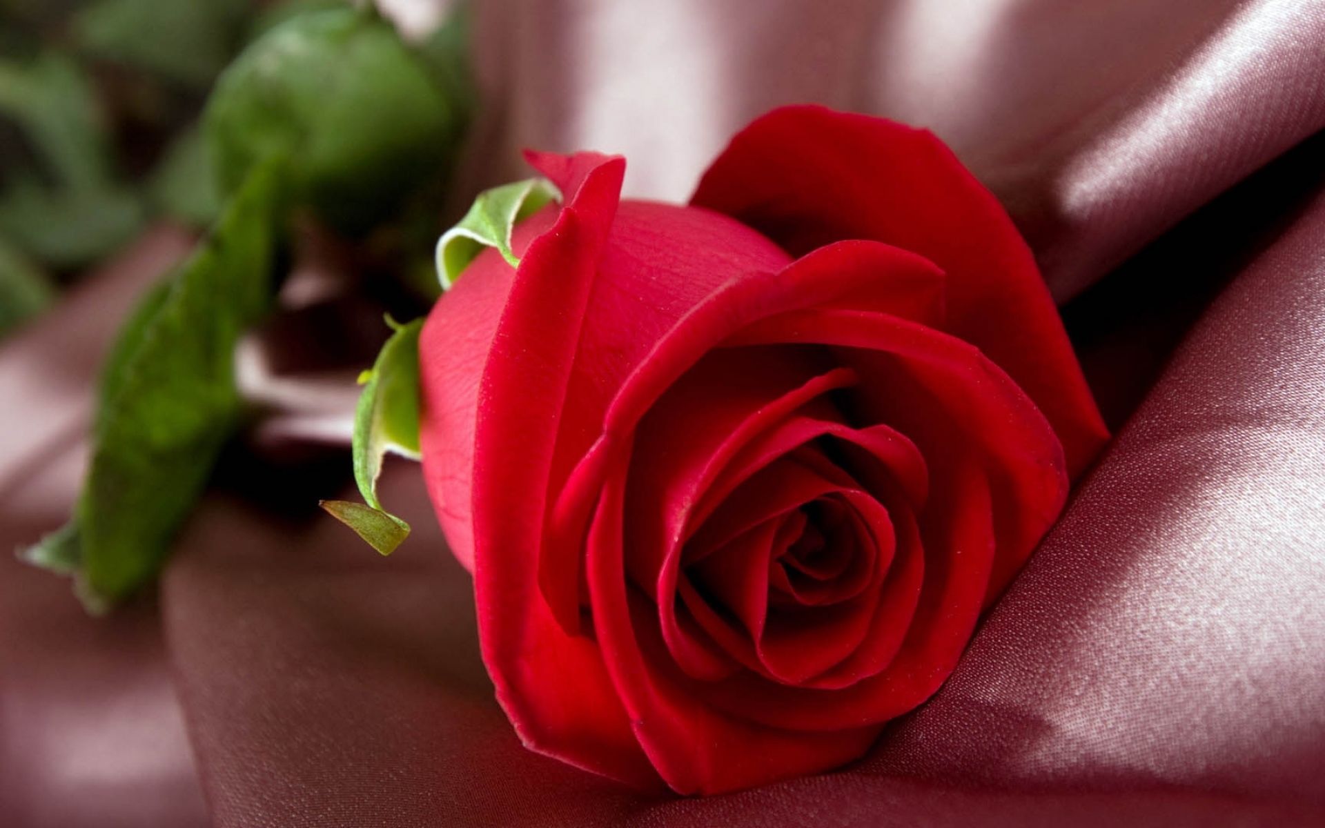 娇艳迷人的玫瑰花高清图片