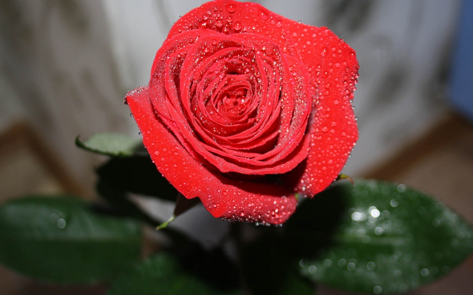 娇艳迷人的玫瑰花高清图片(6)