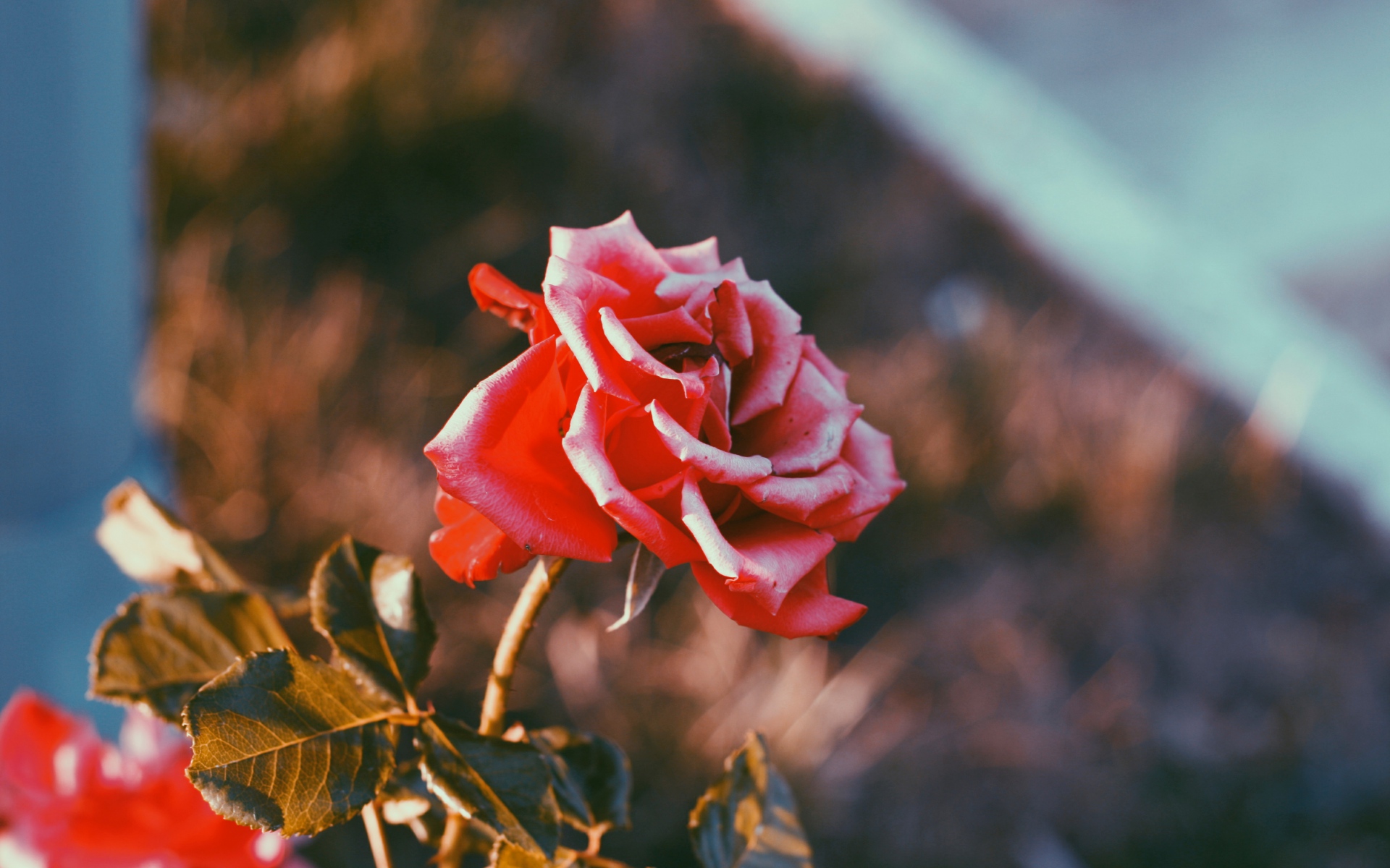 娇艳迷人的玫瑰花高清图片(7)