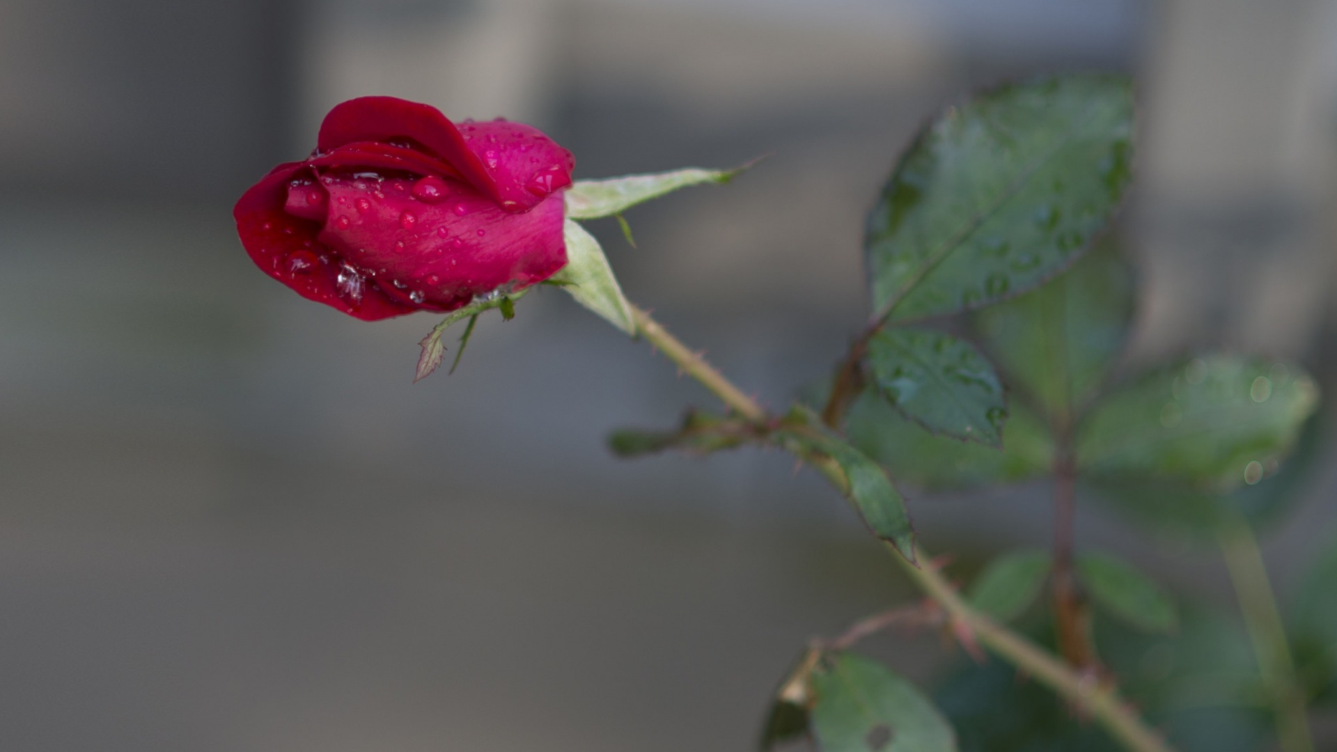 雍容华贵的玫瑰花微距摄影