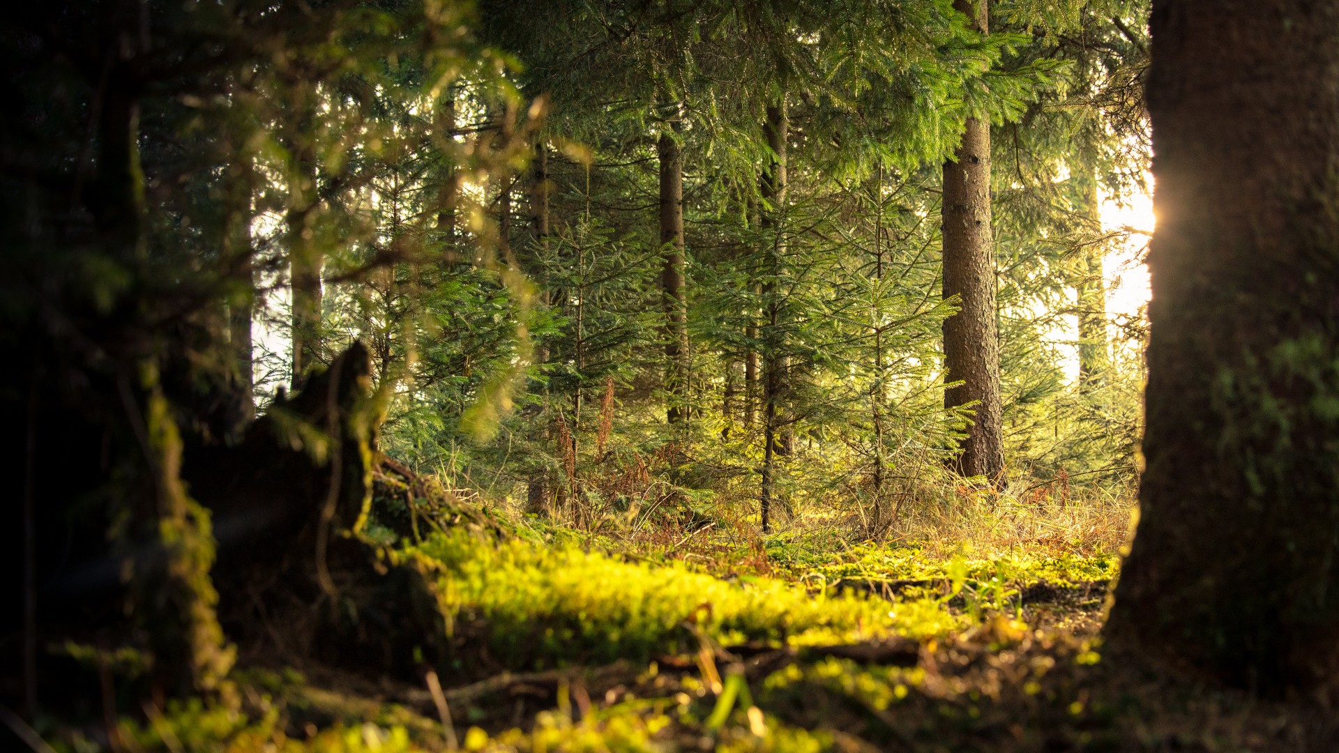 森林里的一抹阳光 阳光透过树林的图片