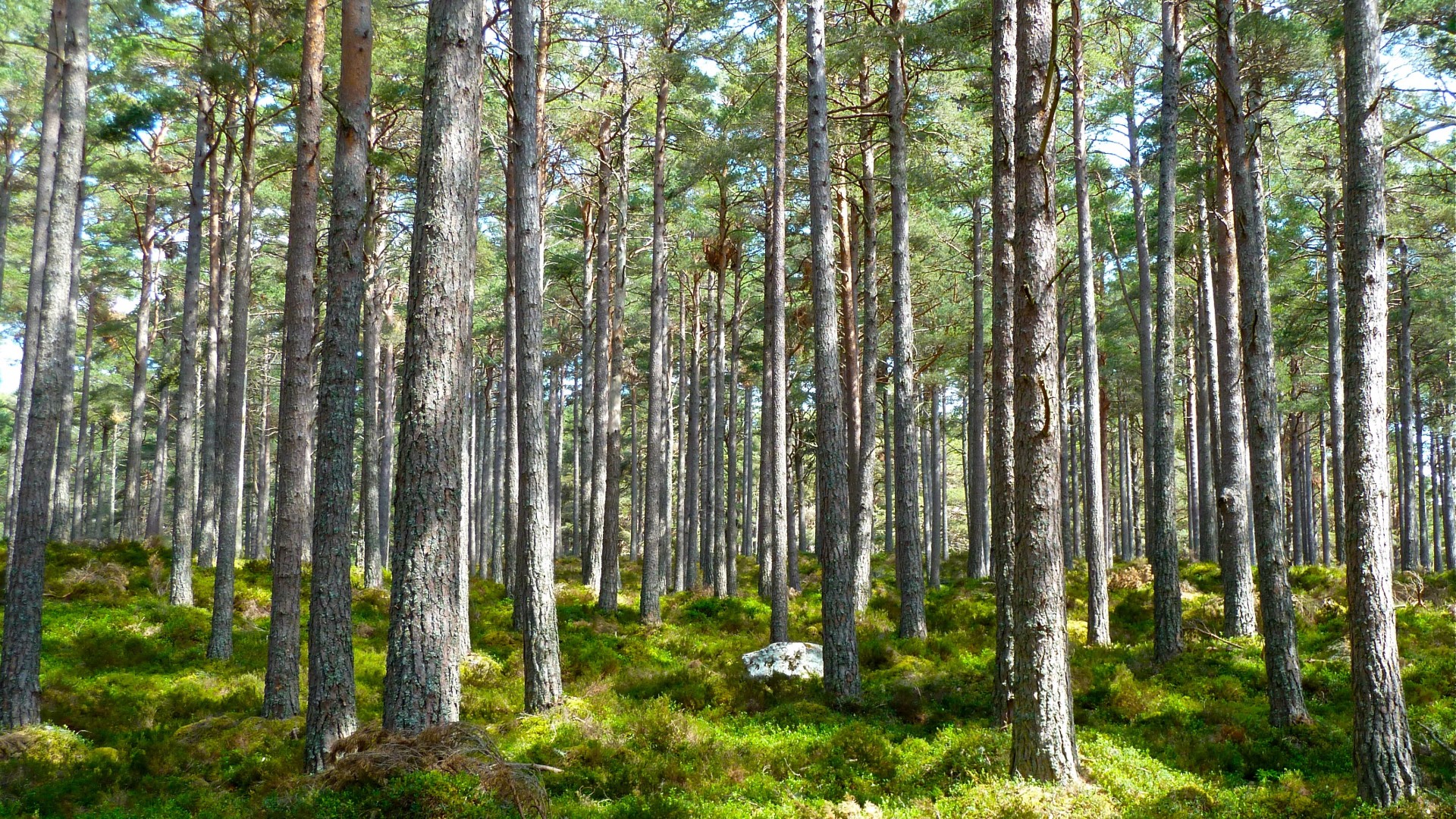 森林里的一抹阳光 阳光透过树林的图片(4)