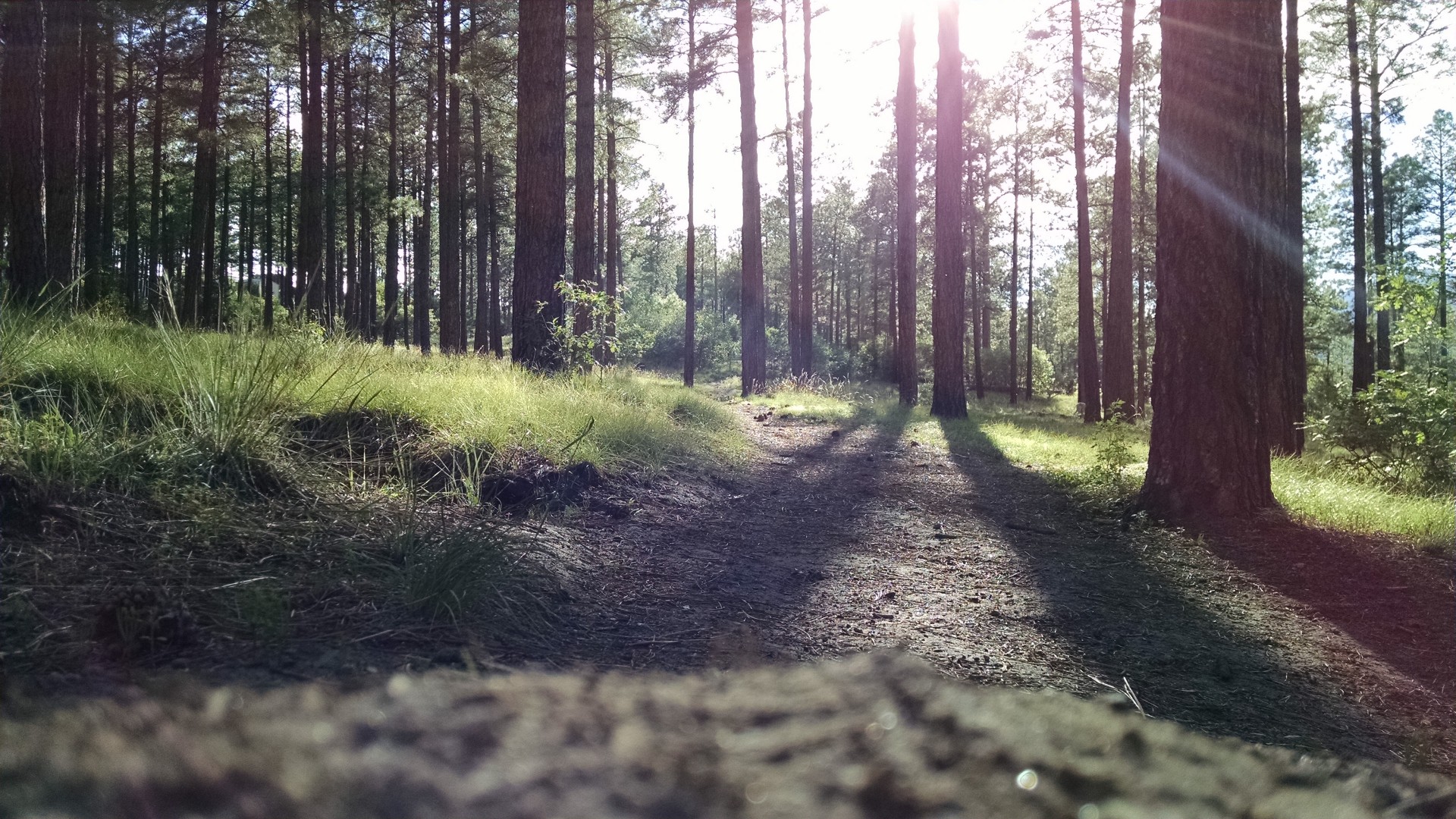 森林里的一抹阳光 阳光透过树林的图片(5)