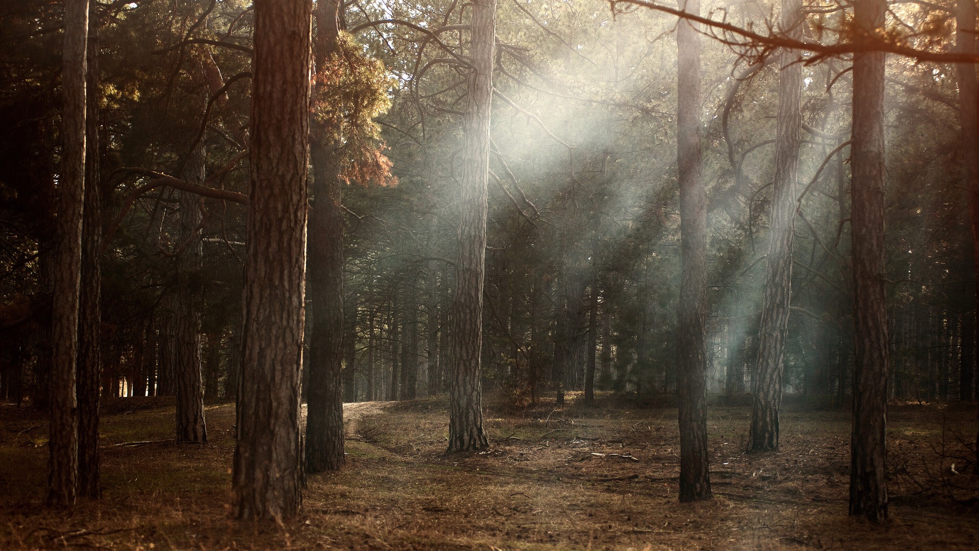 森林里的一抹阳光 阳光透过树林的图片(6)