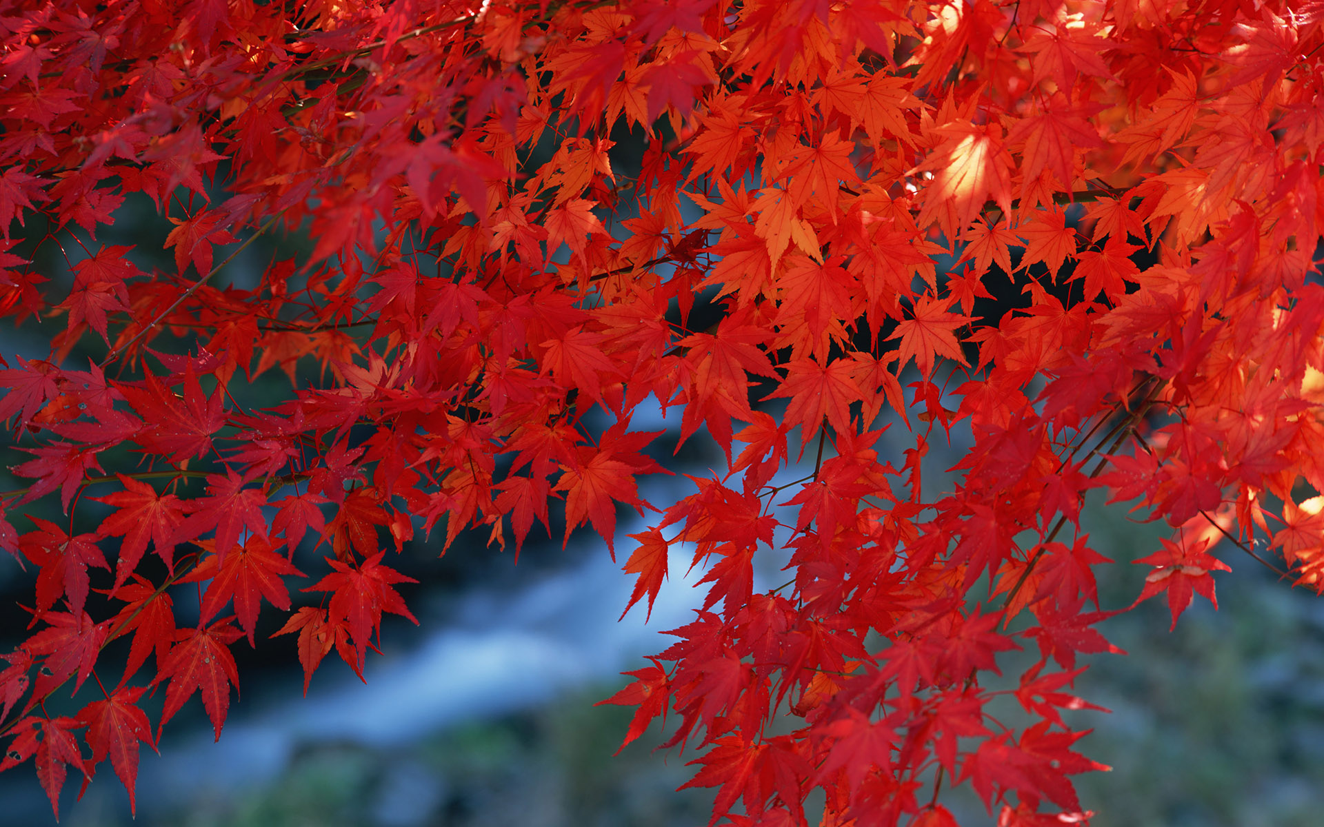 像秋天枫叶等落地 深秋的枫叶照片(2)